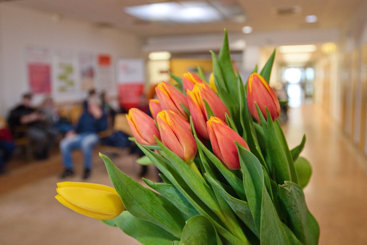 Žlutý kopec rozkvetl tulipány, jsou symbolem naděje a uzdravení